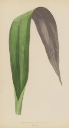 Tradescantia Odoratissima